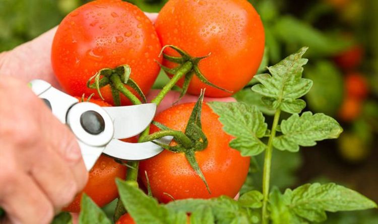 Faut-il tailler les plants de tomates ?  La variété que vous DEVEZ réduire