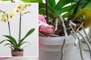Gardeners' World explique les «étapes simples» pour faire refleurir votre orchidée
