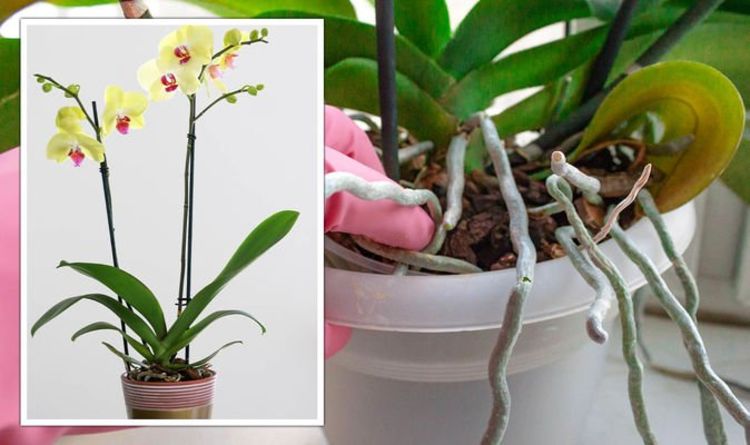 Gardeners' World explique les «étapes simples» pour faire refleurir votre orchidée