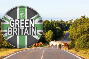 Green Britain : Comment faire un don pour sécuriser une partie de la New Forest