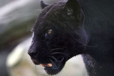 Gros chat du Cheshire : une énorme créature noire de jais a été repérée en train de « rôder » dans le parking du club de football