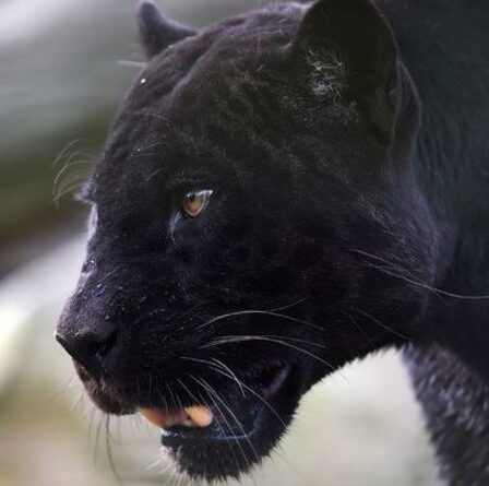 Gros chat du Cheshire : une énorme créature noire de jais a été repérée en train de « rôder » dans le parking du club de football