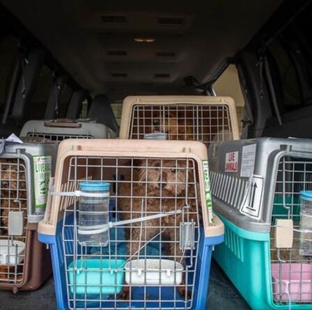 Horreur de la viande de chien: la Grande-Bretagne se bat pour mettre fin au commerce écoeurant