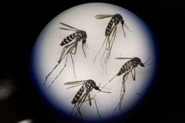 Horreur des insectes : une « tornade » de moustiques frappe l'est de la Russie - « Je n'ai pas osé ouvrir ma fenêtre »