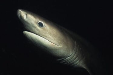 Horreur des requins : regardez un requin « préhistorique » apparaître au large de la côte irlandaise « Like Jurassic Park »