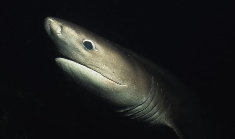 Horreur des requins : regardez un requin « préhistorique » apparaître au large de la côte irlandaise « Like Jurassic Park »