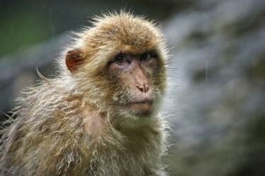 Horreur du virus Monkey B alors que la Chine enregistre la première mort humaine due à une maladie rare de gonflement du cerveau