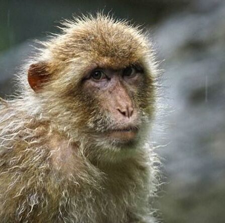 Horreur du virus Monkey B alors que la Chine enregistre la première mort humaine due à une maladie rare de gonflement du cerveau