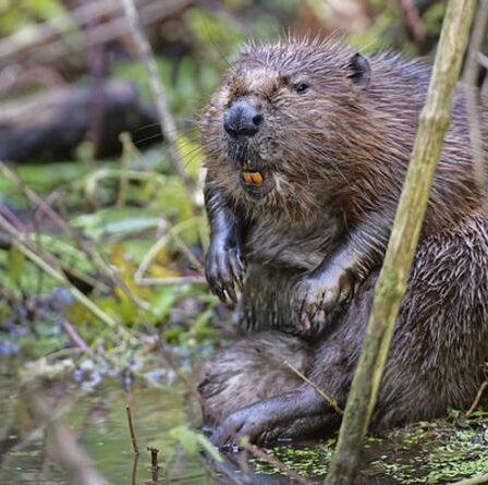 Images du premier kit né à Exmoor depuis 400 ans.  Bienvenue dans le monde, bébé castor !