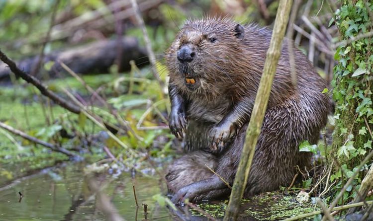 Images du premier kit né à Exmoor depuis 400 ans.  Bienvenue dans le monde, bébé castor !