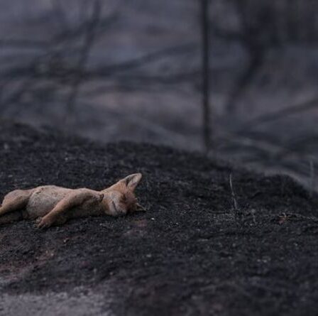 Incendies de forêt en Sardaigne: une île italienne brûle alors que des incendies déchaînés s'installent