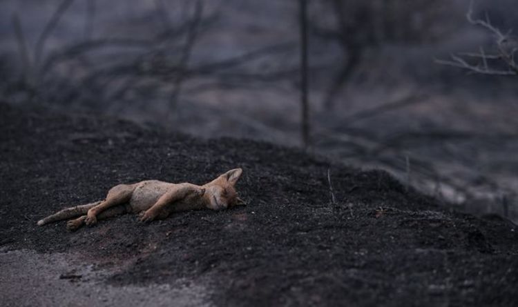 Incendies de forêt en Sardaigne: une île italienne brûle alors que des incendies déchaînés s'installent