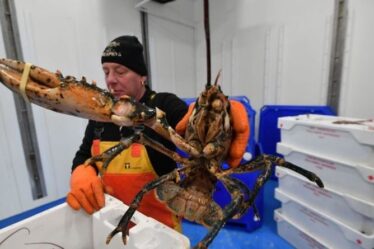 Indignation de la pêche: les Pays-Bas ont "induit en erreur" l'UE dans le scandale de la pêche électrique - "les fonds marins sont un cimetière"