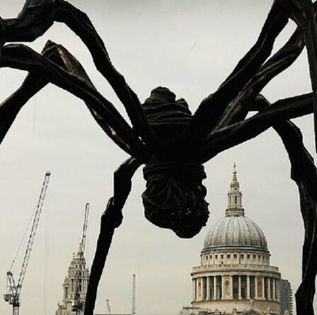 Invasion à huit pattes ! Les Britanniques avertis d'être à l'affût des fausses veuves au cours de l'été