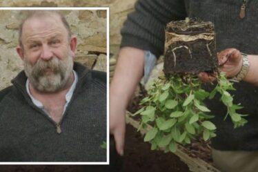 Jardinage: Dick Strawbridge partage un avertissement concernant la plantation d'herbes à la menthe - "douleur au cou!"
