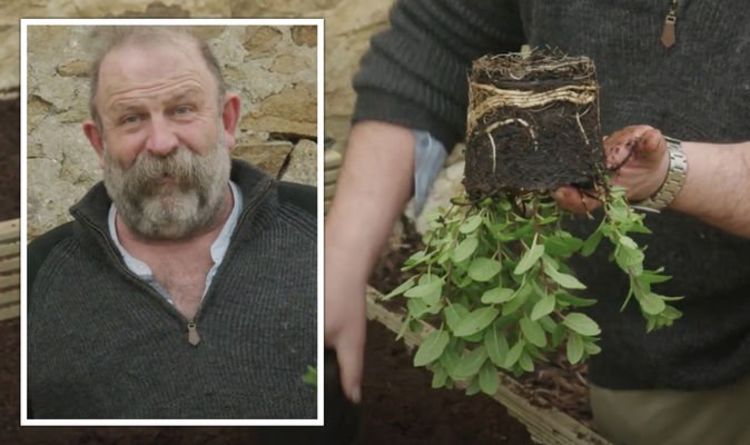 Jardinage: Dick Strawbridge partage un avertissement concernant la plantation d'herbes à la menthe - "douleur au cou!"