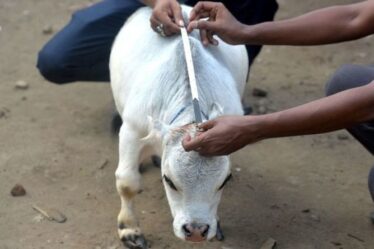 «La plus petite vache du monde» accueillie par des visiteurs «en masse» malgré le verrouillage du Bangladesh