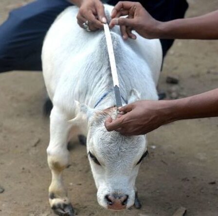 «La plus petite vache du monde» accueillie par des visiteurs «en masse» malgré le verrouillage du Bangladesh
