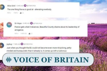 « Le leadership de l'arrogance ! »  Les Britanniques ridiculisent la décision "ridicule" de l'UE d'interdire la lavande