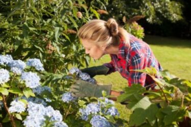 Les 10 plantes vénéneuses à garder HORS de votre jardin - des jonquilles à l'hortensia