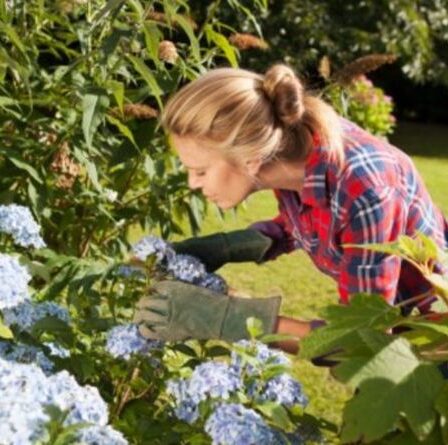 Les 10 plantes vénéneuses à garder HORS de votre jardin - des jonquilles à l'hortensia