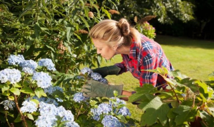 Les 10 plantes vénéneuses à garder HORS de votre jardin - des jonquilles à l'hortensia