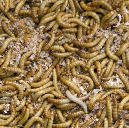 Les Britanniques ont dit qu'ils devront manger des insectes et de la nourriture de laboratoire "Frankenstein" pour sauver la planète