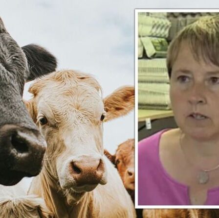 Les agriculteurs belges furieux alors que les réformes de l'UE suscitent des craintes de famine - "Ça ne va pas nourrir tout le monde"