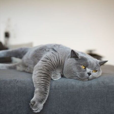 Les chats forcés de rester à la maison 24 heures sur 24 ou les propriétaires risquent une amende en vertu de la nouvelle loi de la ville