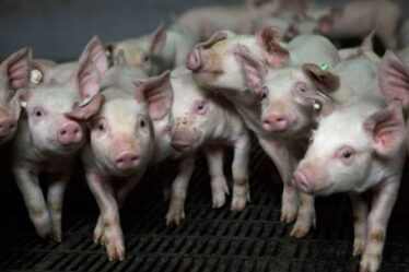 Les craintes de peste porcine en Allemagne s'intensifient alors que la maladie se propage à davantage de porcs d'élevage