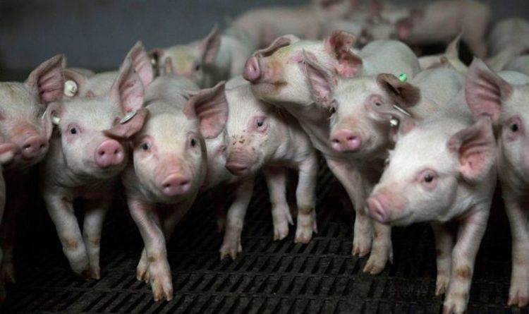 Les craintes de peste porcine en Allemagne s'intensifient alors que la maladie se propage à davantage de porcs d'élevage