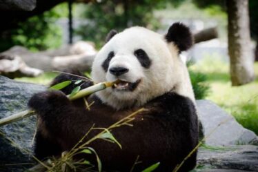 Les pandas géants ne sont plus en danger grâce aux efforts de conservation