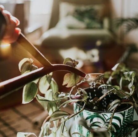 Les plantes aiment le son de la voix humaine : assurez-vous qu'elles vont bien lorsque vous vous rendez au bureau