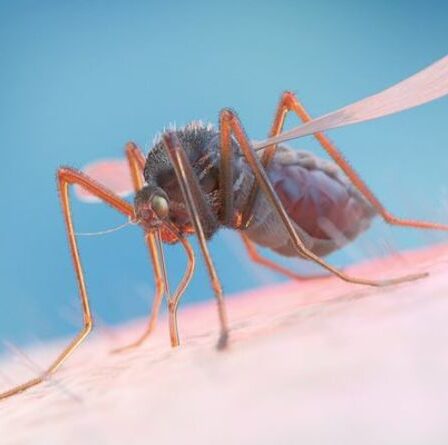 Lutte antiparasitaire : Méthodes naturelles pour ÉLIMINER six nuisibles gênants