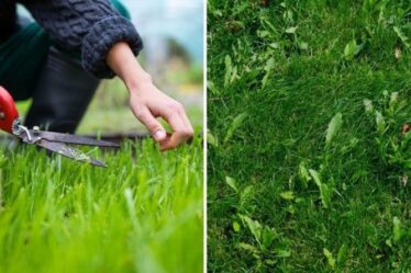 Mauvaises herbes de la pelouse : Six façons simples de se débarrasser des mauvaises herbes sur votre gazon de jardin sans utiliser de produits chimiques