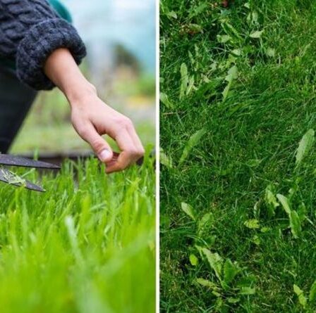 Mauvaises herbes de la pelouse : Six façons simples de se débarrasser des mauvaises herbes sur votre gazon de jardin sans utiliser de produits chimiques