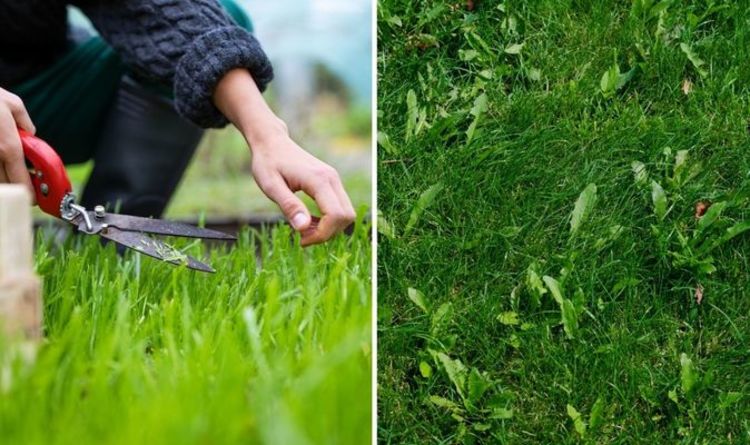 Mauvaises herbes de la pelouse : Six façons simples de se débarrasser des mauvaises herbes sur votre gazon de jardin sans utiliser de produits chimiques