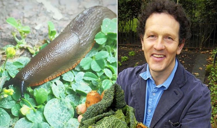 Monty Don partage un incroyable antiparasitaire naturel pour tuer les limaces et les escargots
