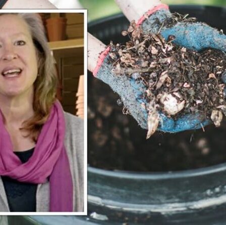 « Obtenez des rats ! »  Un expert en jardinage met en garde contre la nourriture dans les bacs à compost – «même les coquilles d'œufs»