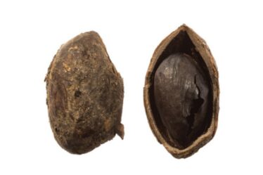 Percée archéologique: la pistache vieille de 2 000 ans est la plus ancienne découverte en Grande-Bretagne