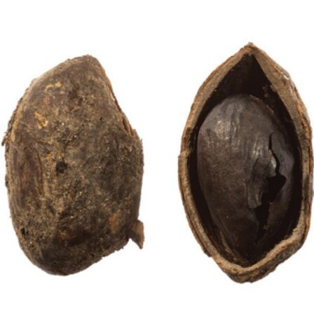 Percée archéologique: la pistache vieille de 2 000 ans est la plus ancienne découverte en Grande-Bretagne