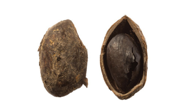 Percée archéologique: la pistache vieille de 2 000 ans est la plus ancienne découverte en Grande-Bretagne