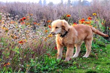 Plantes toxiques pour les chiens : De quelles fleurs vénéneuses éloigner votre animal de compagnie