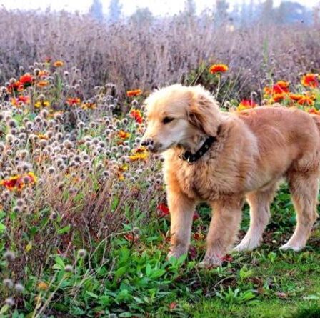 Plantes toxiques pour les chiens : De quelles fleurs vénéneuses éloigner votre animal de compagnie