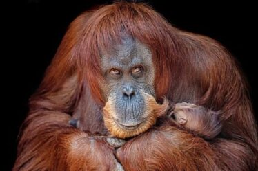 Premier regard sur l'adorable bébé orang-outan en voie de disparition né au zoo britannique - photos