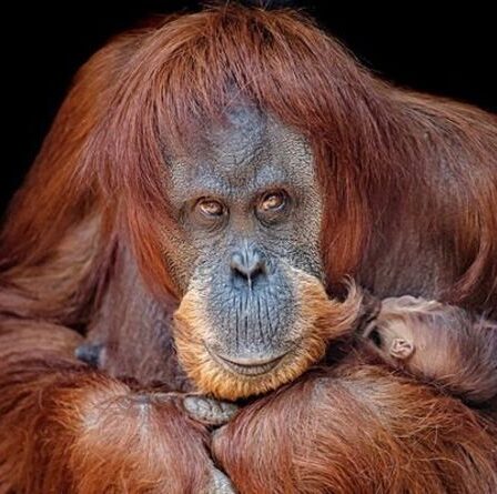 Premier regard sur l'adorable bébé orang-outan en voie de disparition né au zoo britannique - photos