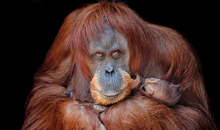 Premier regard sur l'adorable bébé orang-outan en voie de disparition né au zoo britannique - photos