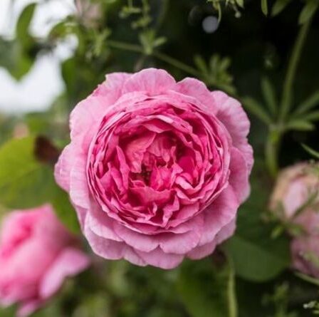 Quand couper les pivoines : les meilleurs conseils pour entretenir un jardin parfait