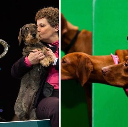 Quand est Crufts 2021, a-t-il été annulé?