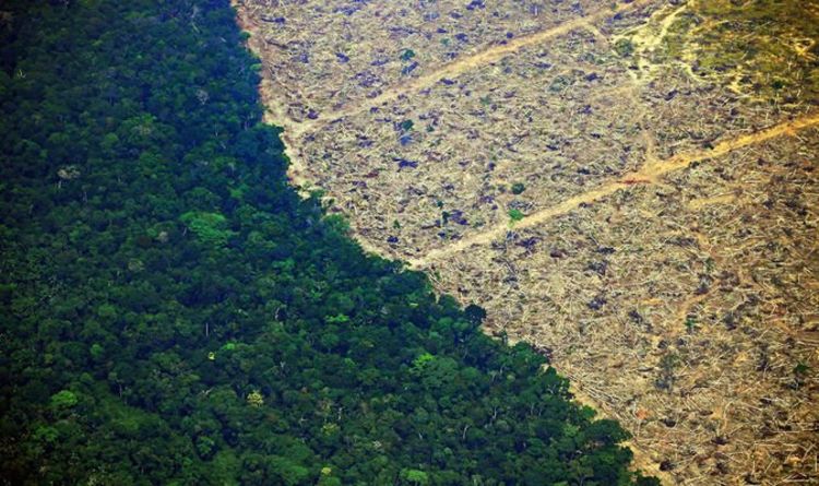 Que puis-je faire pour aider la forêt amazonienne ?  Horreur alors que les données sur le carbone prouvent que la forêt est en train de mourir